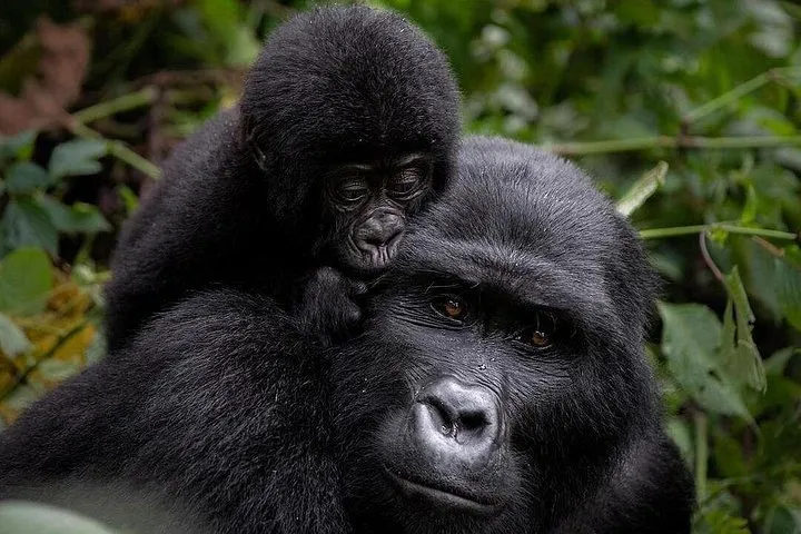 A young gorilla resting on its mother's back in the forest