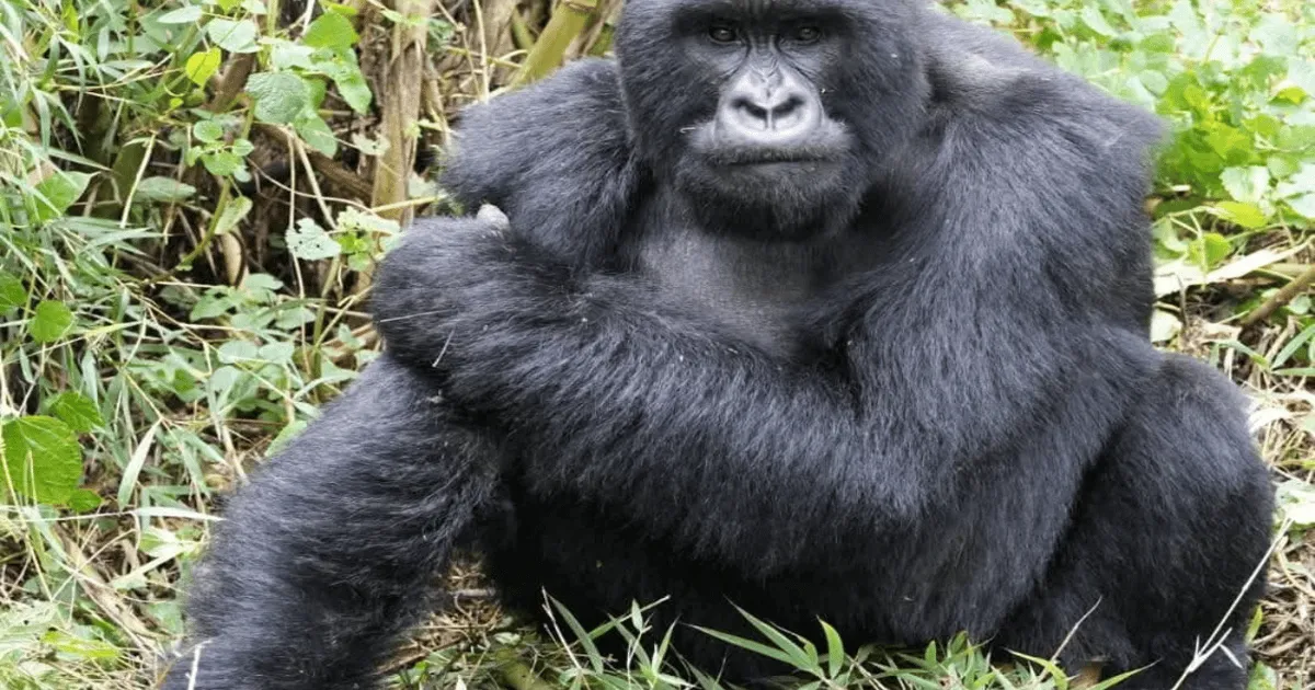 An adult gorilla sitting upright in tall green vegetation