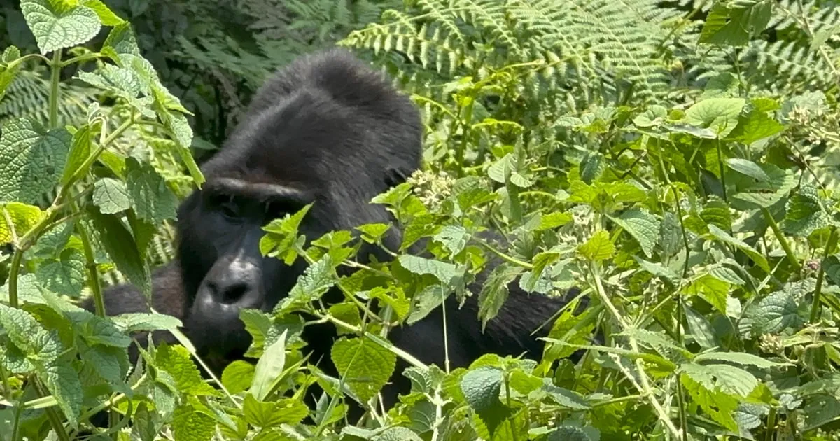 A gorilla half hidden in dense leaves