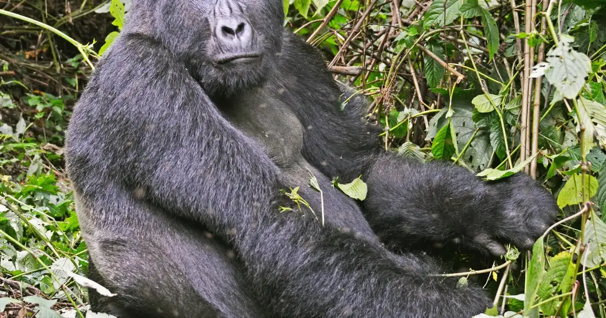 An adult mountain gorilla sitting among ferns and bamboo stems
