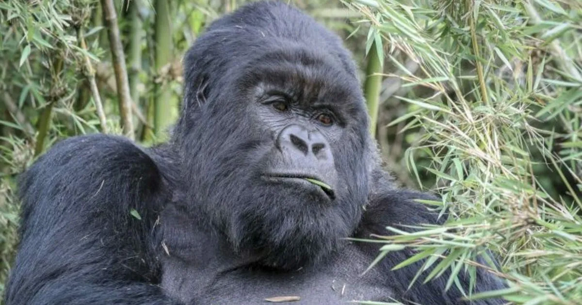 A silverback chewing bamboo leaves among bamboo stems