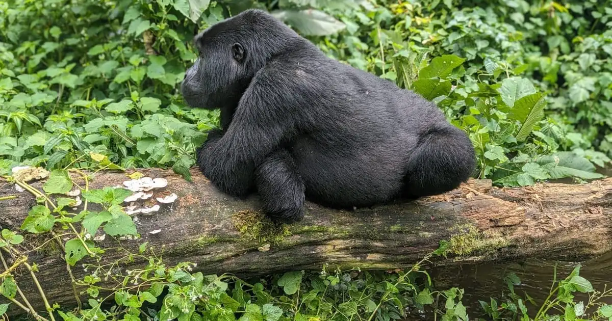 A gorilla lying on a mossy fallen log in green forest