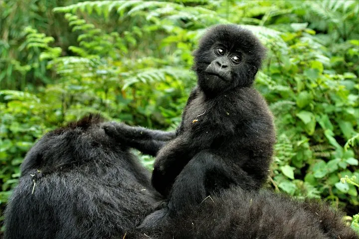 A young gorilla sitting on an adult's back among ferns
