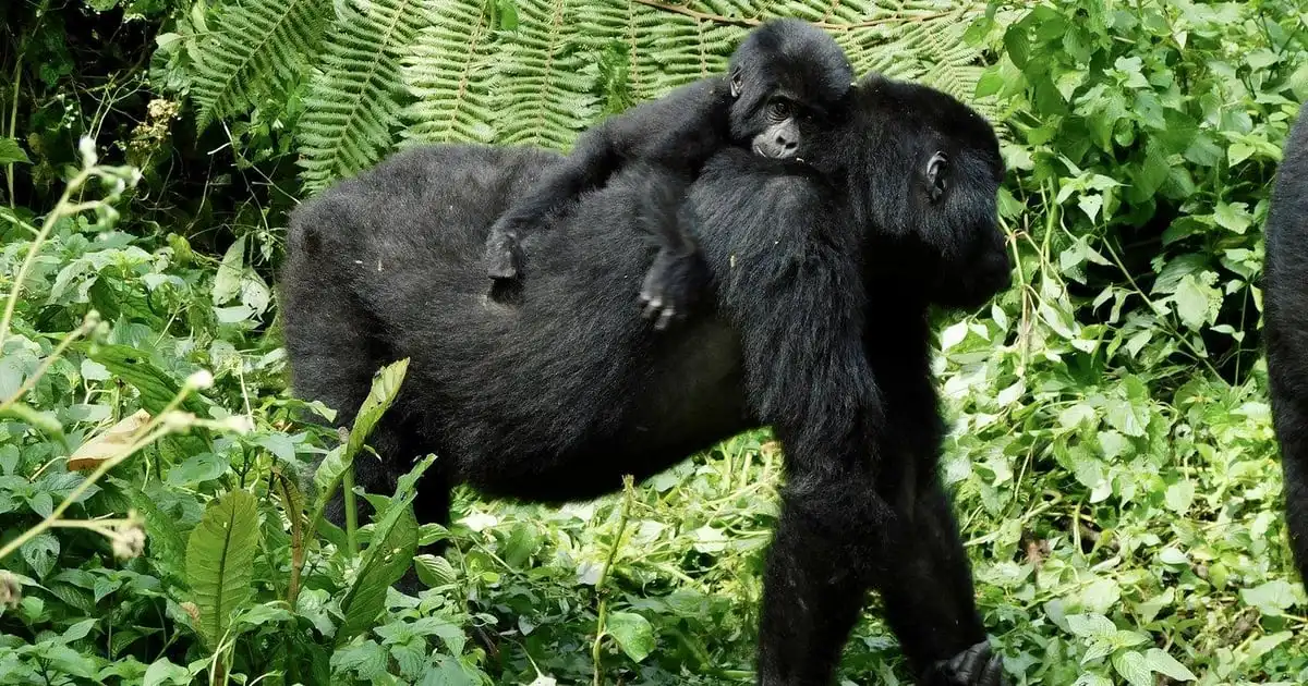 A gorilla walking through leaves with an infant riding on its back