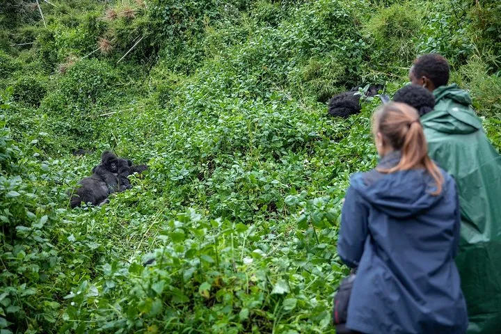 Two trekkers in rain jackets watching gorillas in dense green vegetation