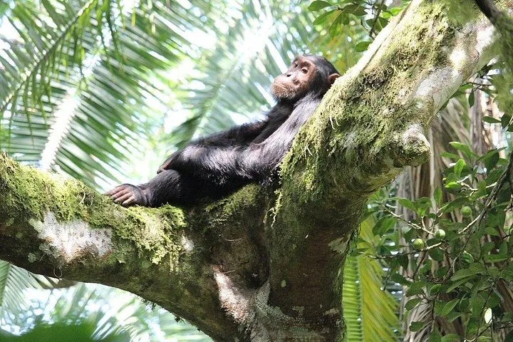 A chimpanzee lounging on a mossy tree branch