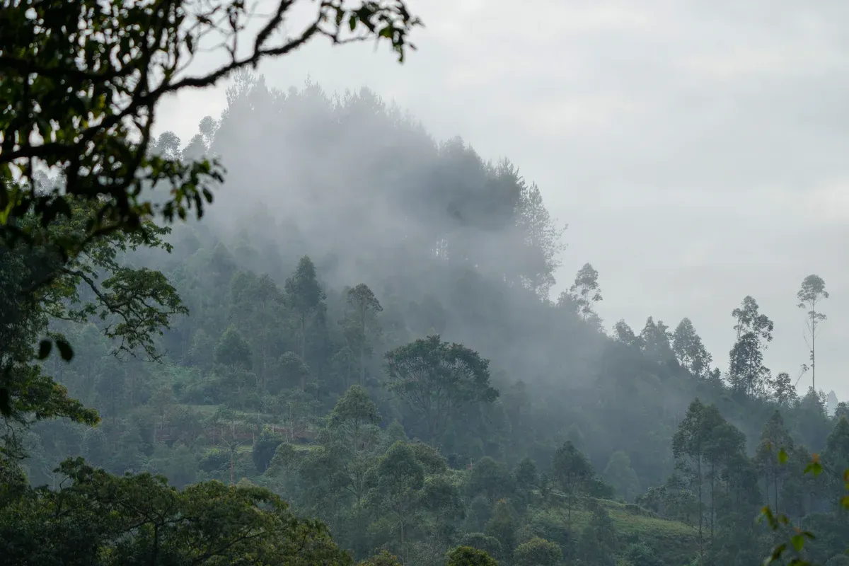 Mist rising from the forested ridges of Bwindi