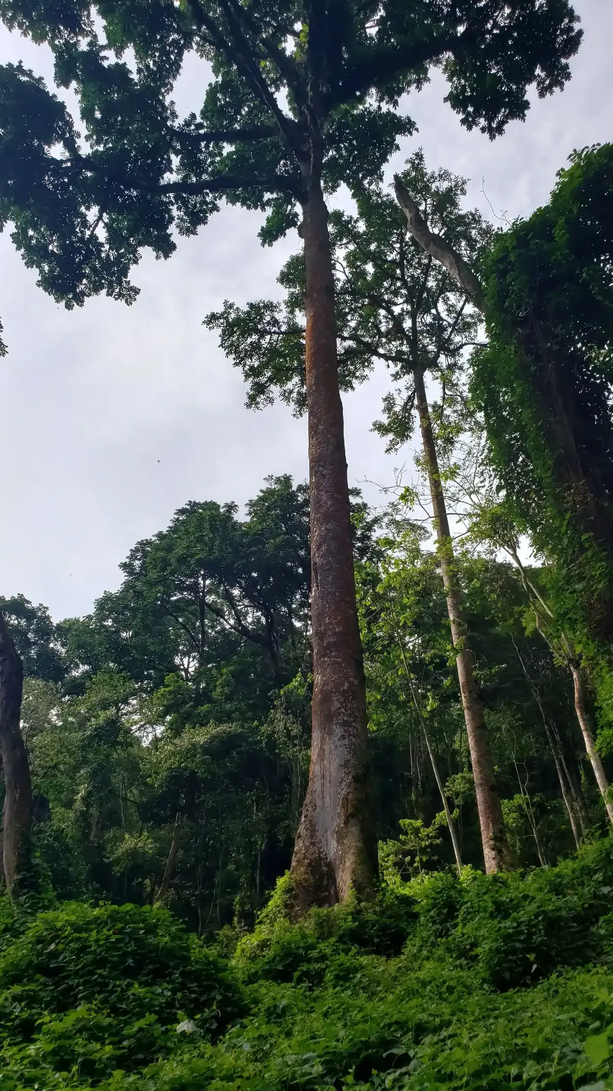 Tall trees of the Bwindi Impenetrable Forest