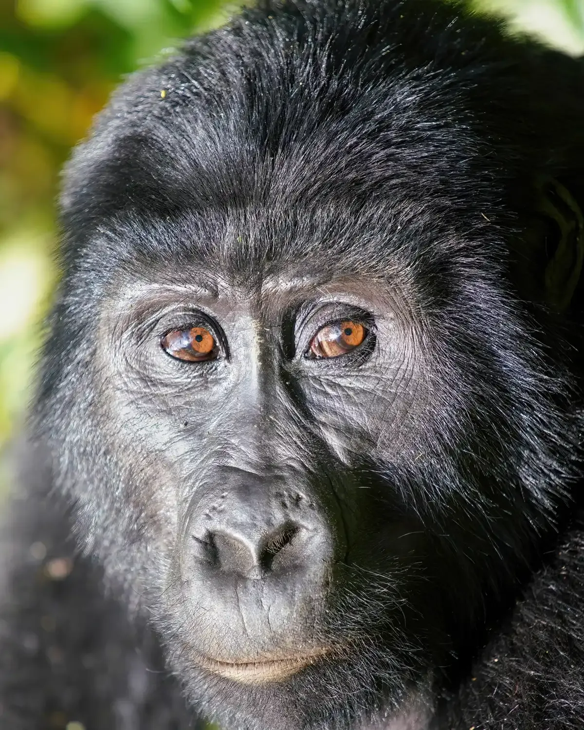 A mountain gorilla face in close-up in Bwindi
