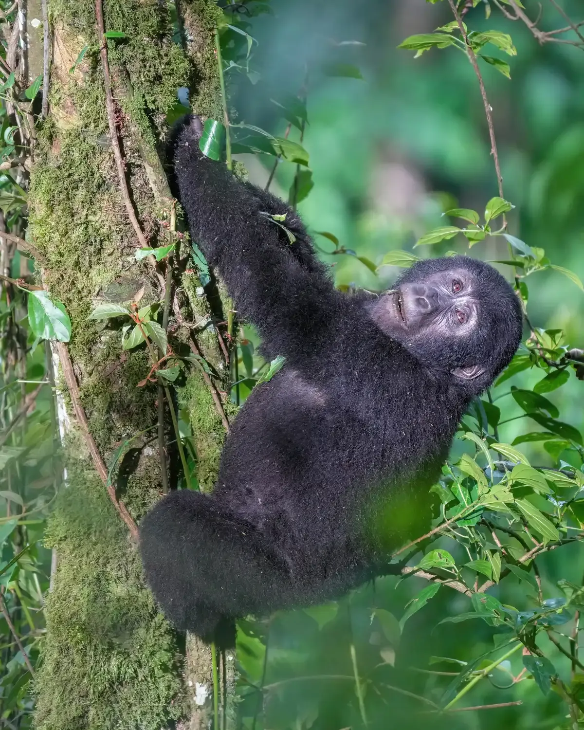 A mountain gorilla climbing a tree in Bwindi