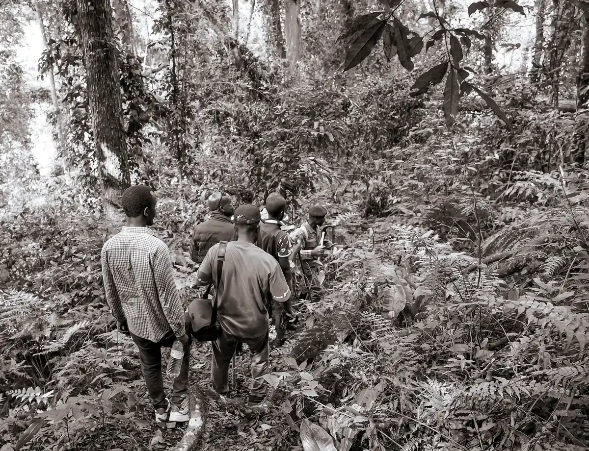 Visitors walking a forest trail toward the Batwa community in Mgahinga